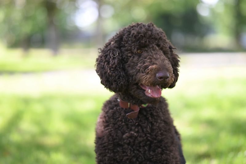 Barbet