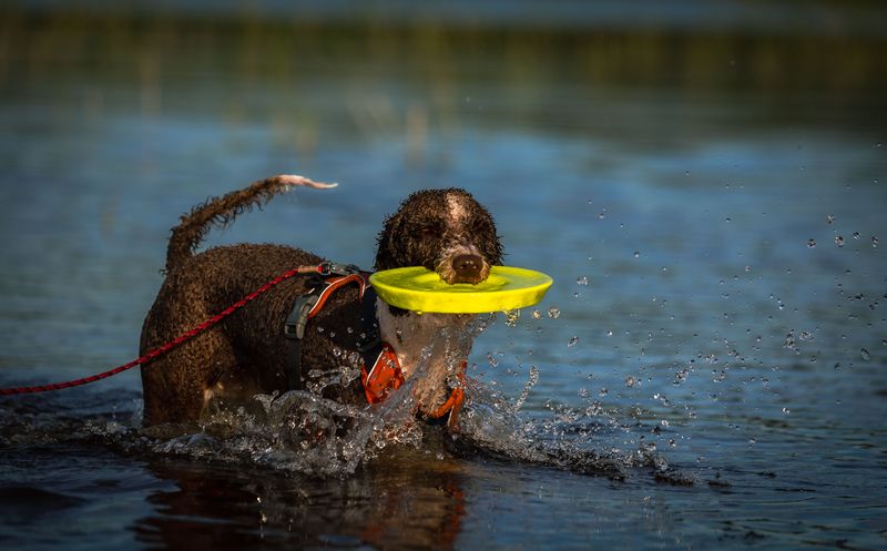 Curly-Coated Retriever