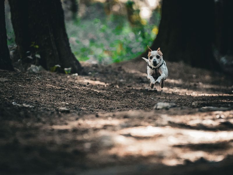 Your Dog Can Be The Delivery Service