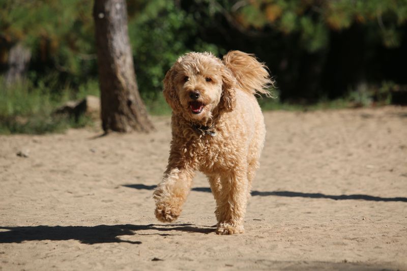 Play at Golden Gardens Off-Leash Area in Ballard, Seattle