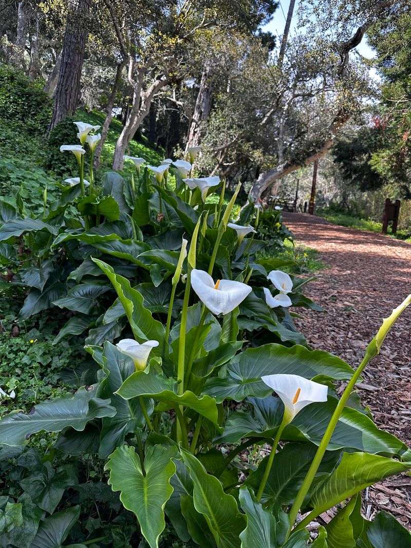 Mission Trails Park, Carmel-by-the-Sea