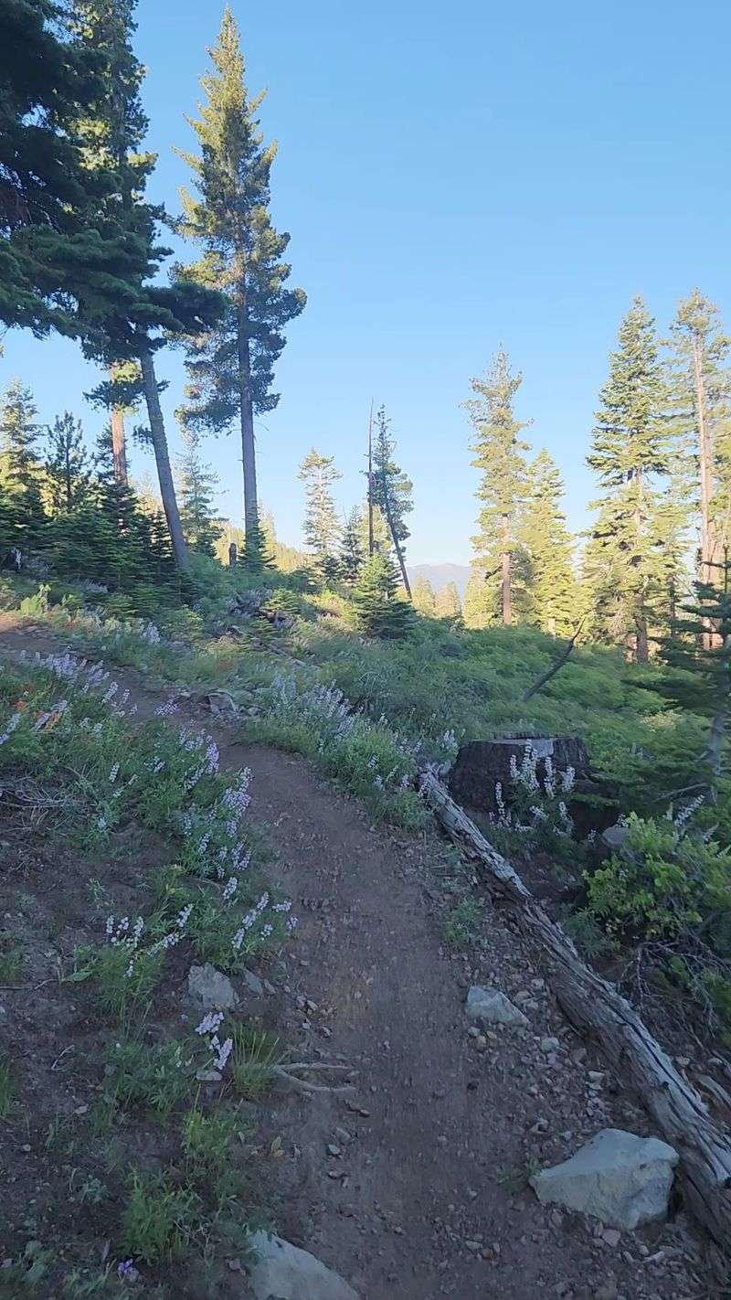 Spooner Summit Trails