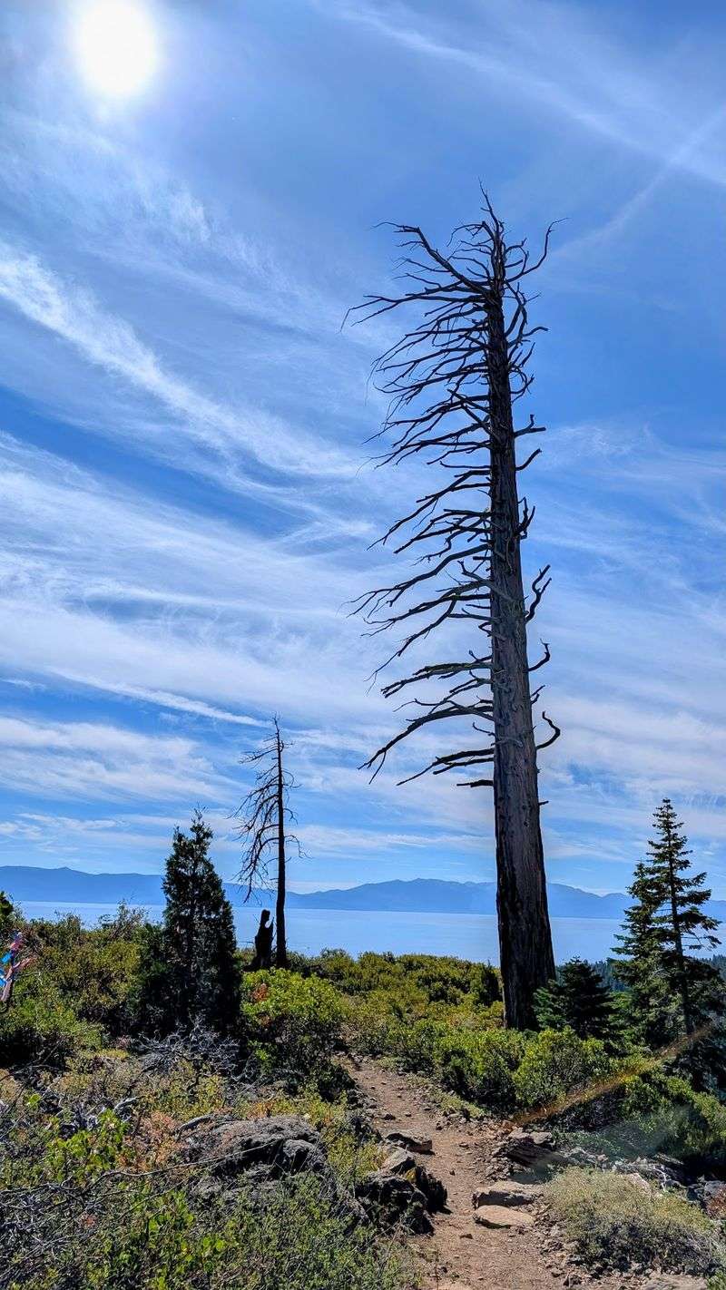 Tahoe Rim Trail Near Mount Rose