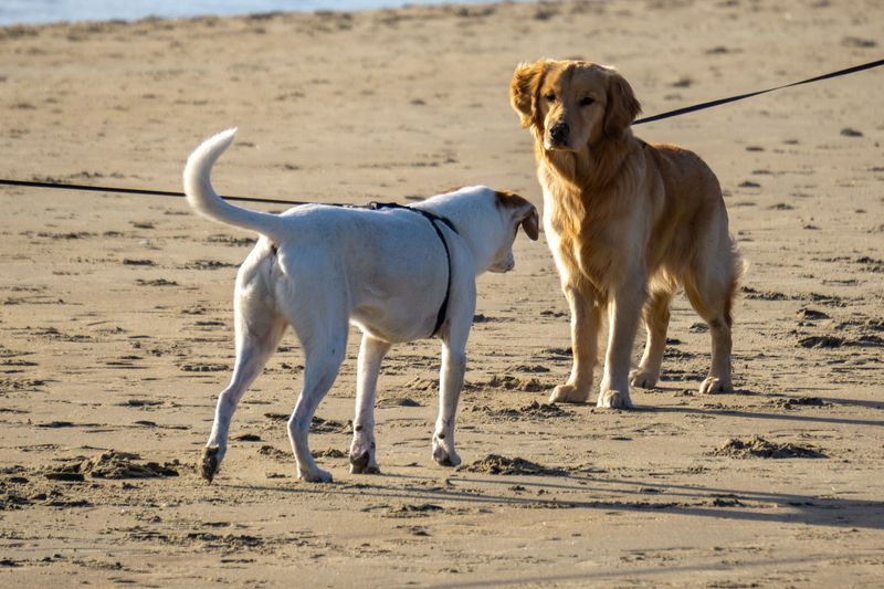 Olde Port Beach, Avila Beach