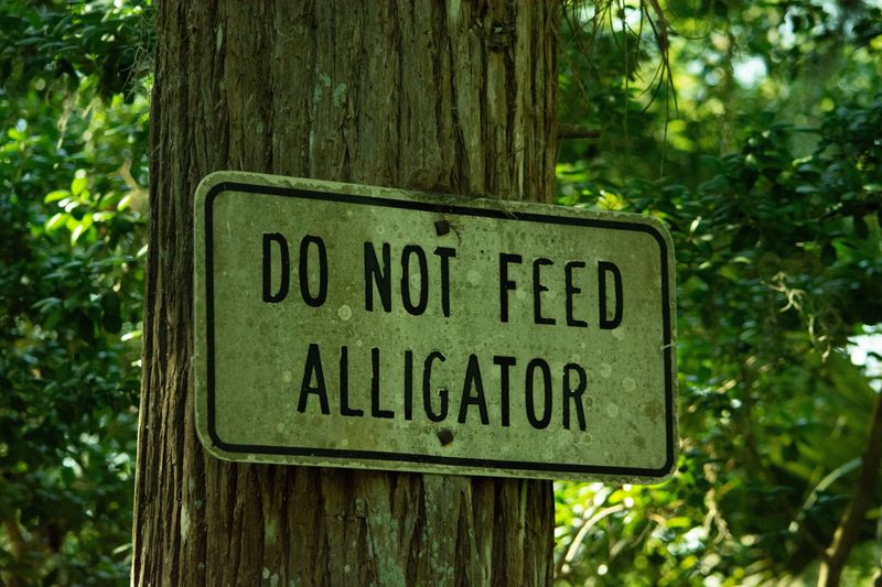 Feeding Alligators Is Illegal and Genuinely Dangerous