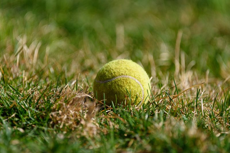 Throw a Tennis Ball or Small Object Toward It, Not Directly At It