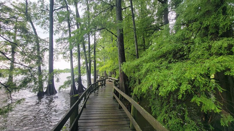 Spot Cypress Trees and Eagles at Reelfoot Lake State Park