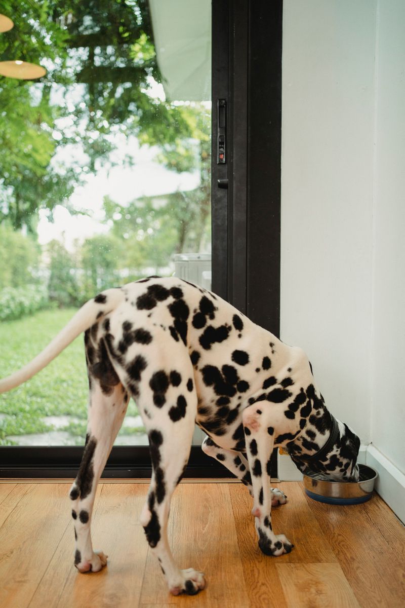 Feed Your Dog Inside, Every Time