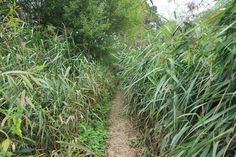 Grassy Shoulders and Brushy Borders Deserve a Closer Look