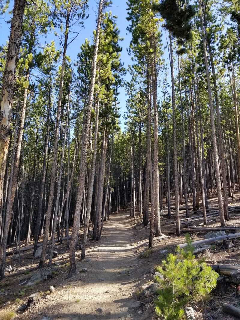 Tenderfoot Mountain Trail