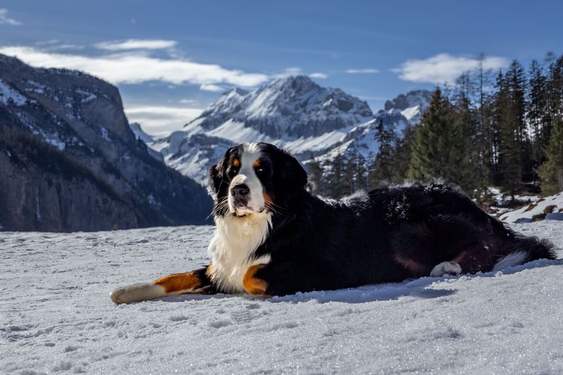 Bernese Mountain Dog