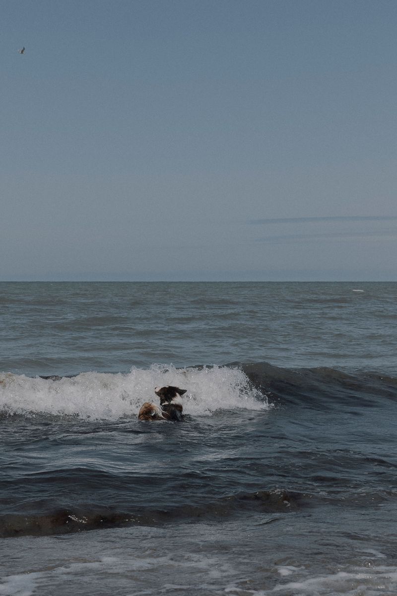 Portuguese Water Dog
