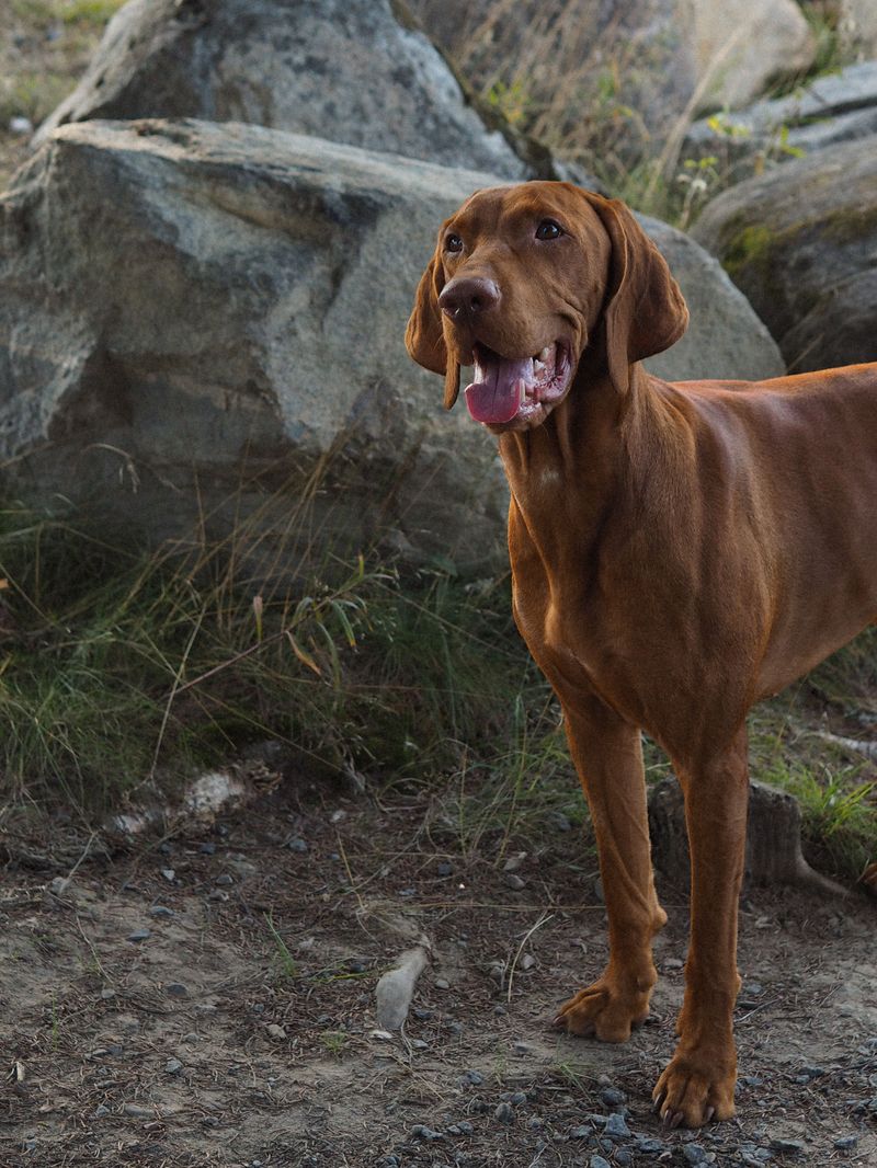 Vizsla