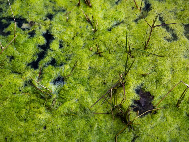 Green Scum, Foam, Or Odd Color Means Wait