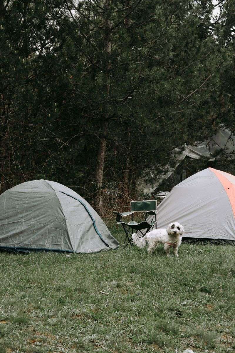 No Leaving Dogs Alone at Campsites
