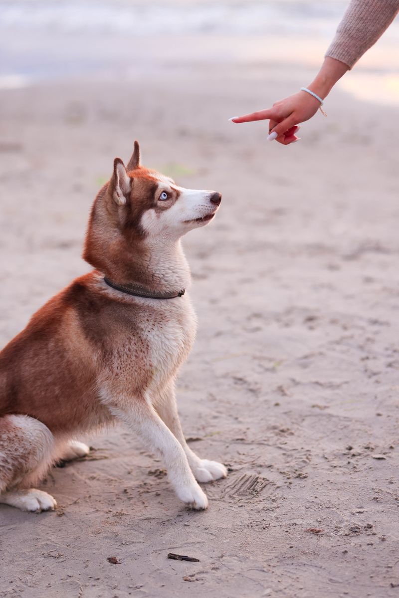 Teach Your Dog A Reliable Recall