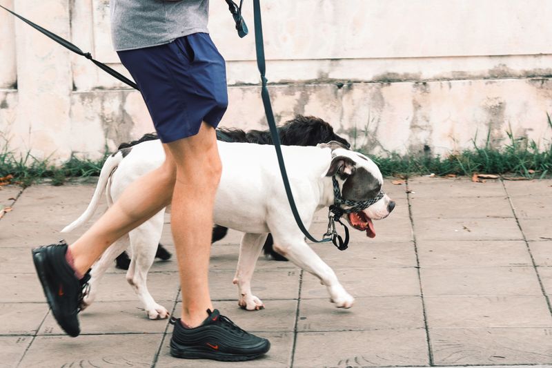 Keep Your Dog On A Short Leash