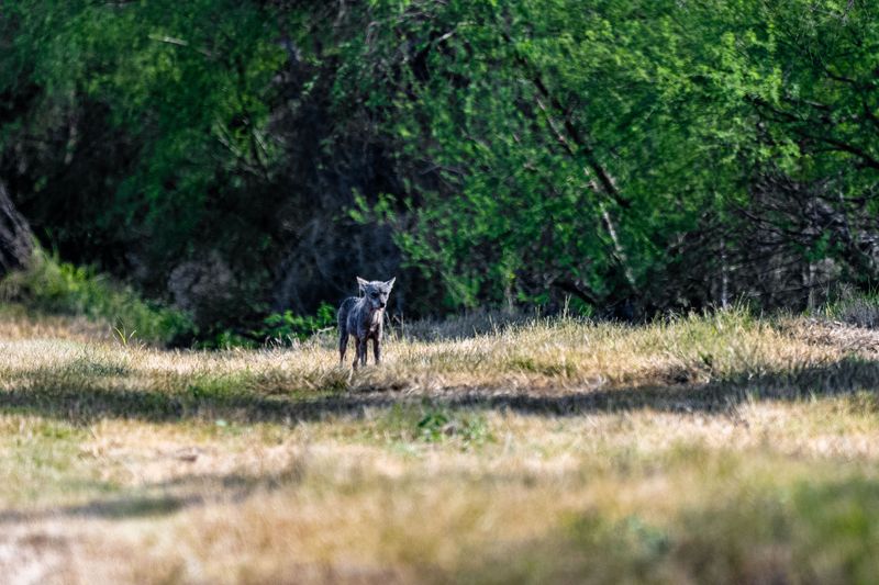 Never Walk Toward the Coyote