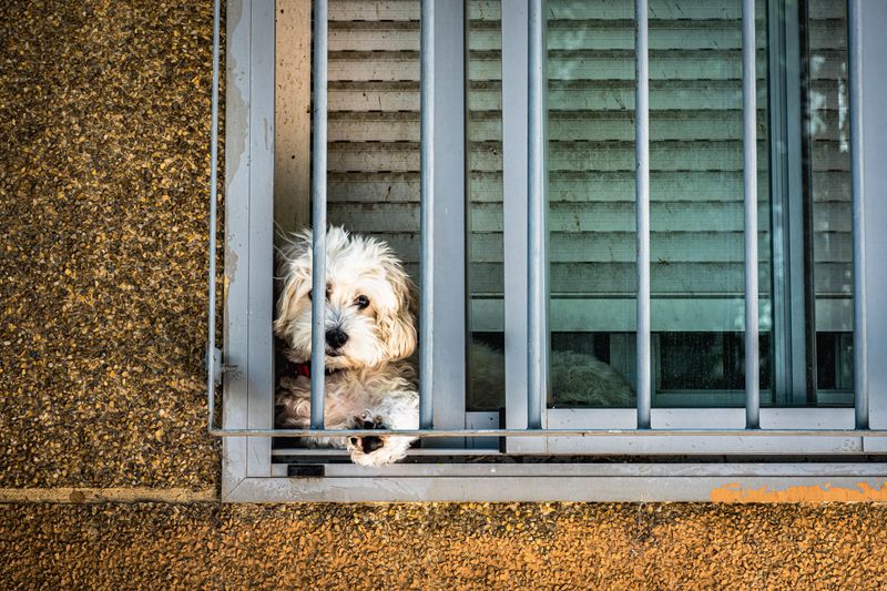 Bring Pets Indoors