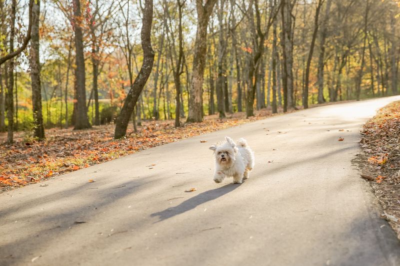 Some Trails Make Great Dog-Friendly Stops