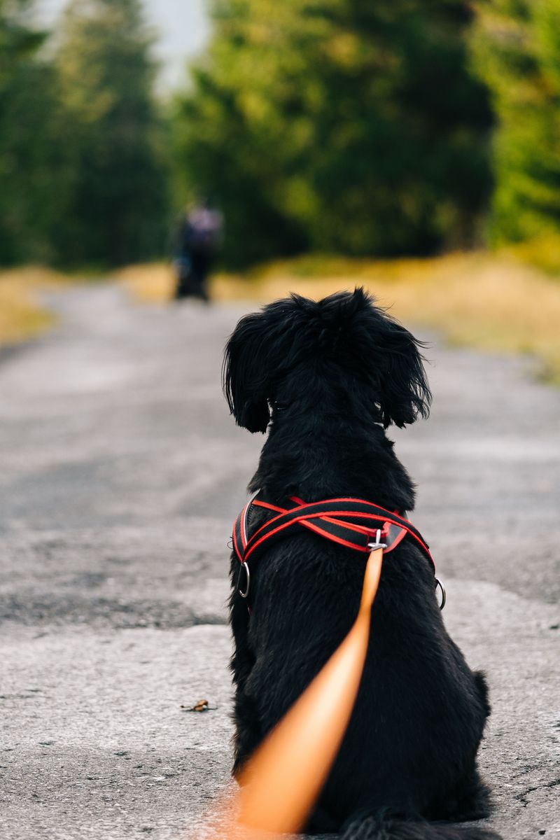 Use a Short Leash Near Hot Springs