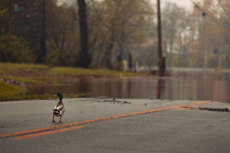 Expect Wildlife In Unusual Places