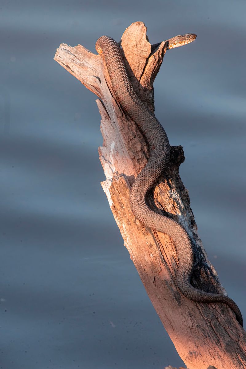 Back off slowly and let the snake choose to leave