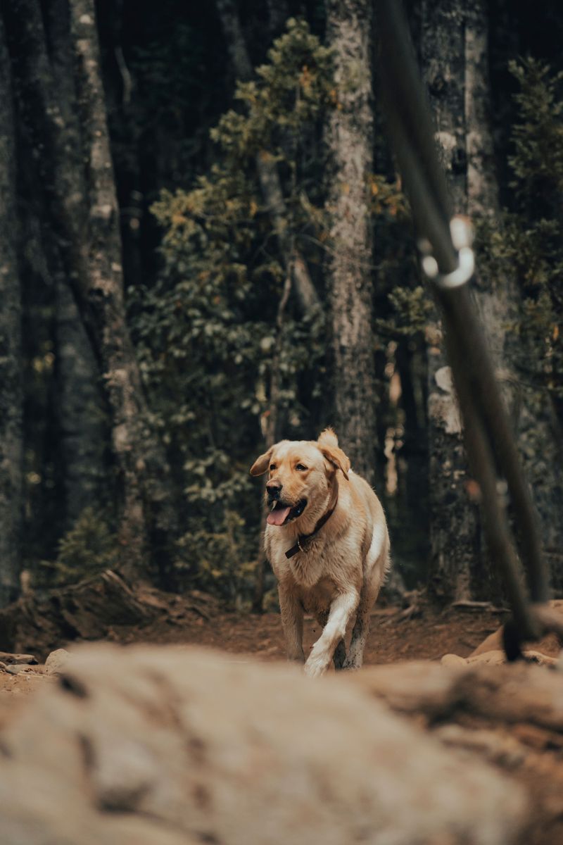 Sunny-Trail Golden Retriever