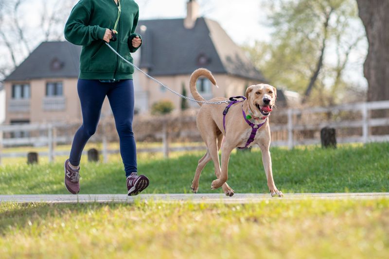 Friendly Does Not Excuse a Loose Dog