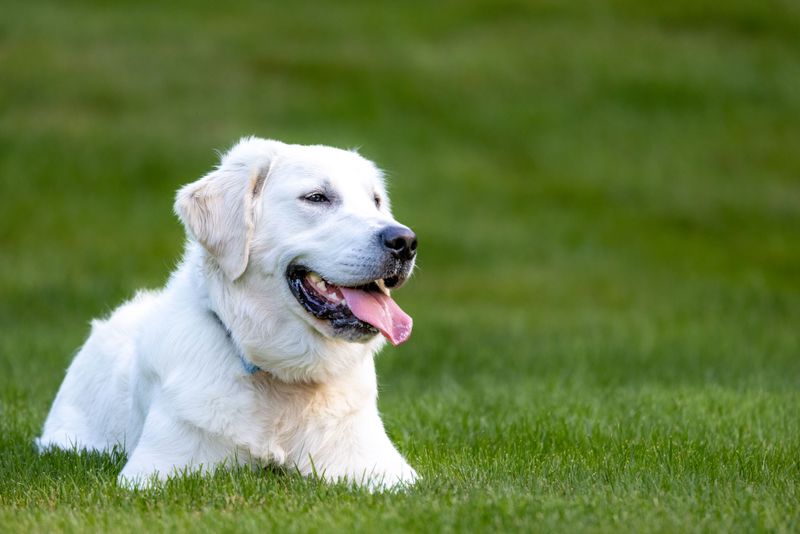 Your Dog Counts as Property Under the Statute