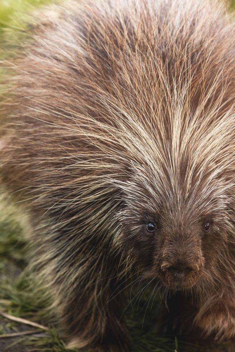 North American Porcupines