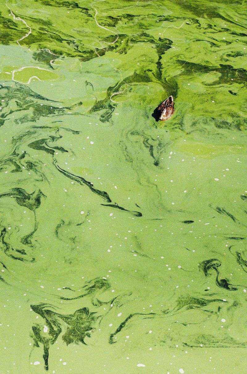 Toxic algae can make some waters unsafe for pets