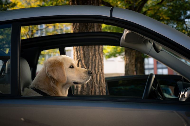The Parked Car Rule: Take Your Dog With You