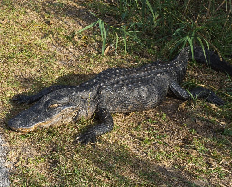 Basking Gators Get Left Alone