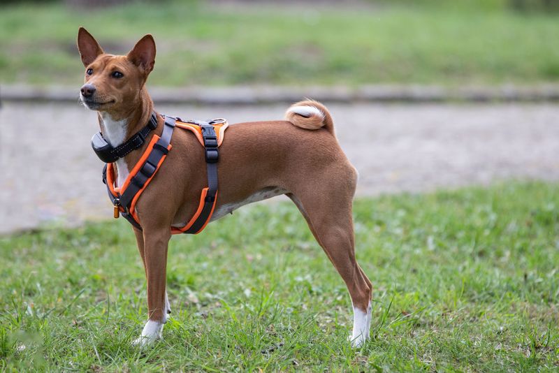 Basenji, the Quiet Heat-Pro