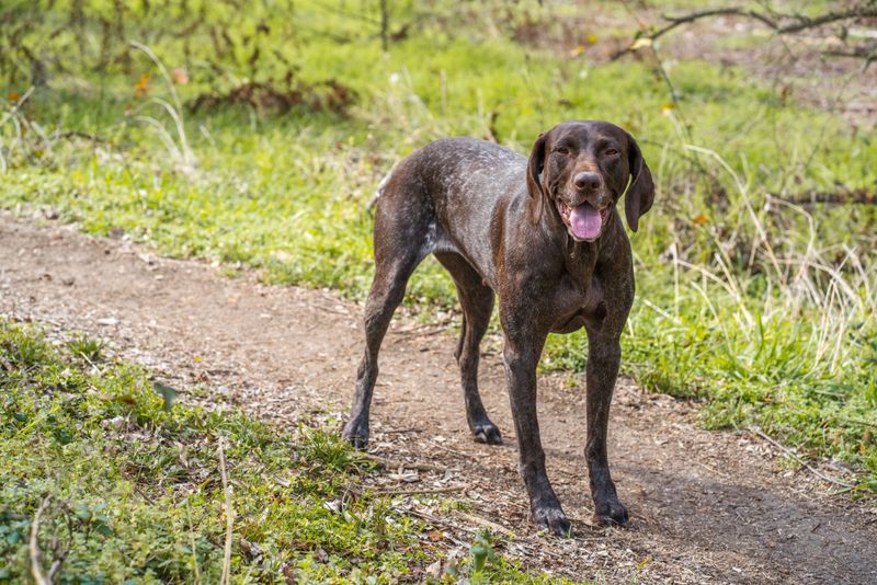 Fast-Stride German Shorthaired Pointer