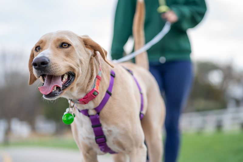 Walk Dogs on a Short Leash