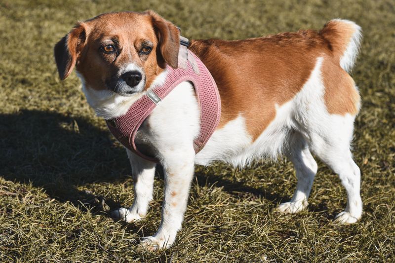 Female Dogs in Heat Have Extra Limits