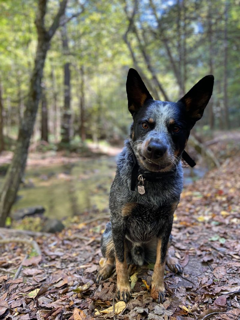 Gritty Australian Cattle Dog