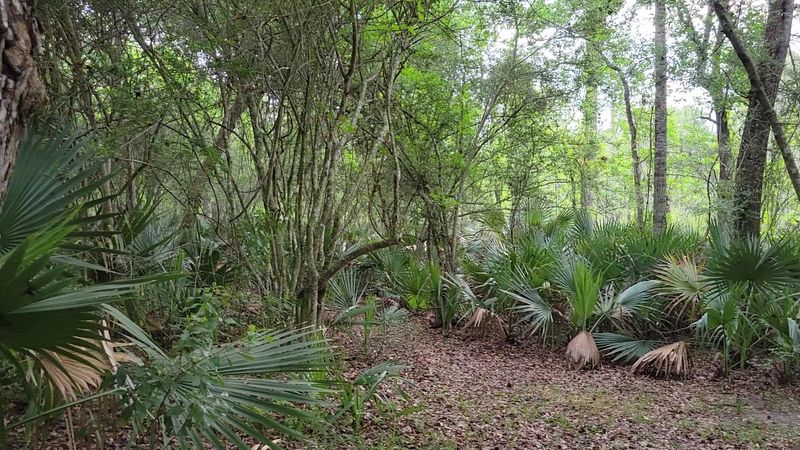 Stretch Your Legs At Palmetto Island State Park