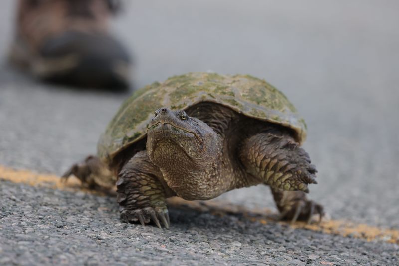 Keep Your Hands Away From the Turtle