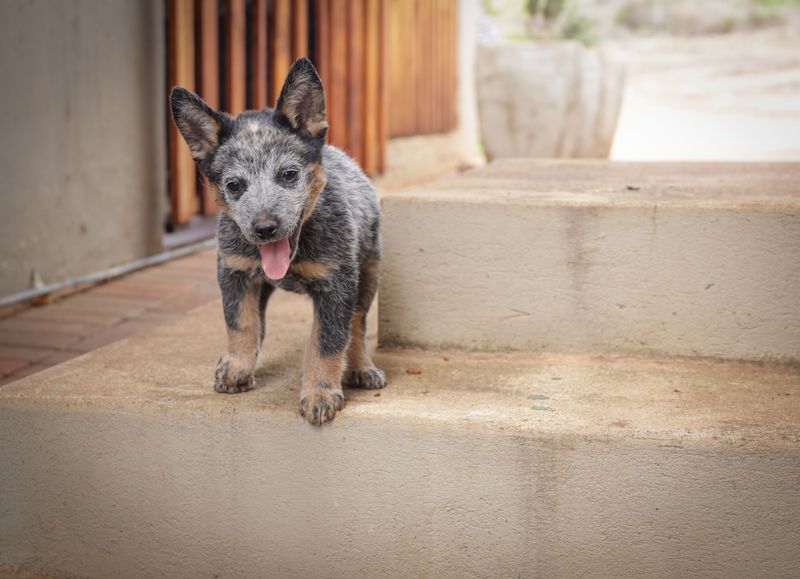 Inspect The Yard Before Letting Your Dog Loose