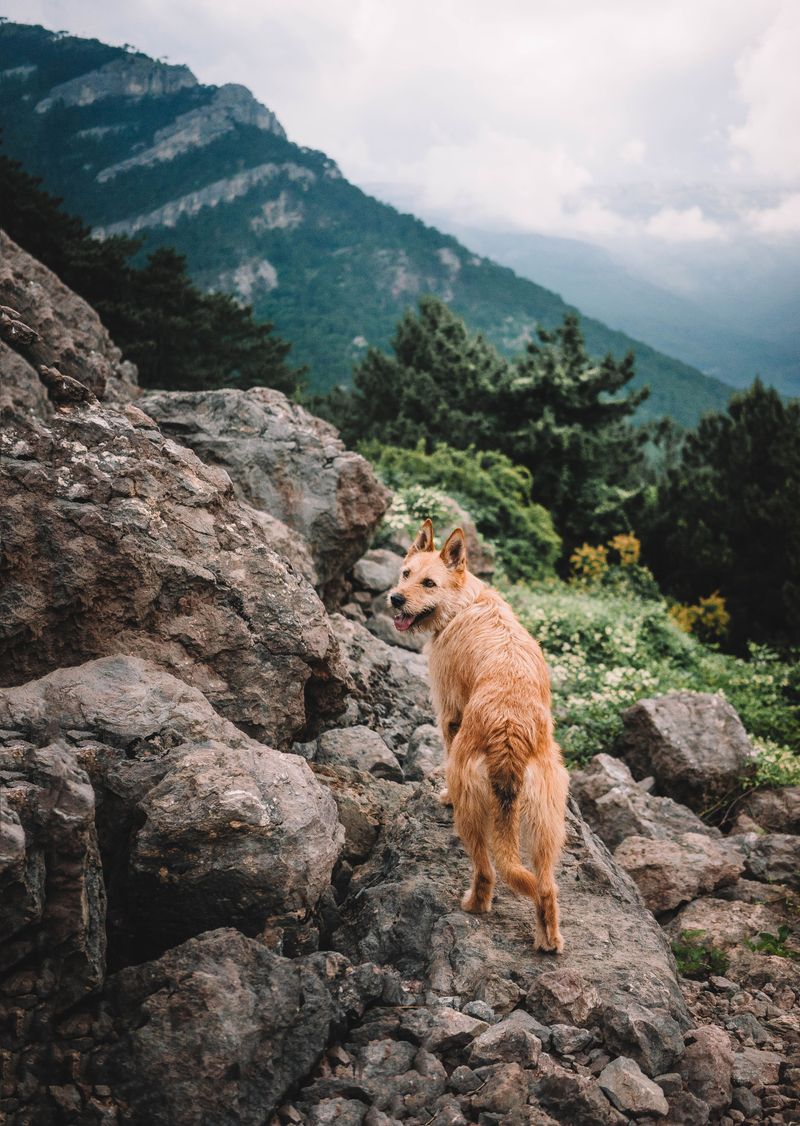 Rocky Terrain Adds Extra Strain