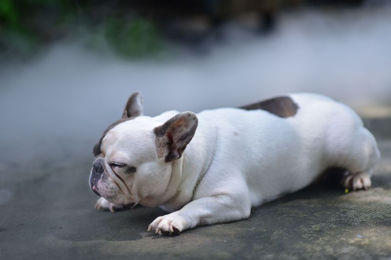 Give Extra Attention to High-Risk Dogs in Summer Heat