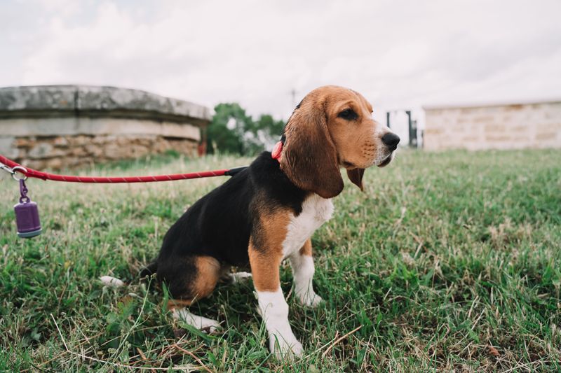 Keep Your Dog Securely Leashed Outside