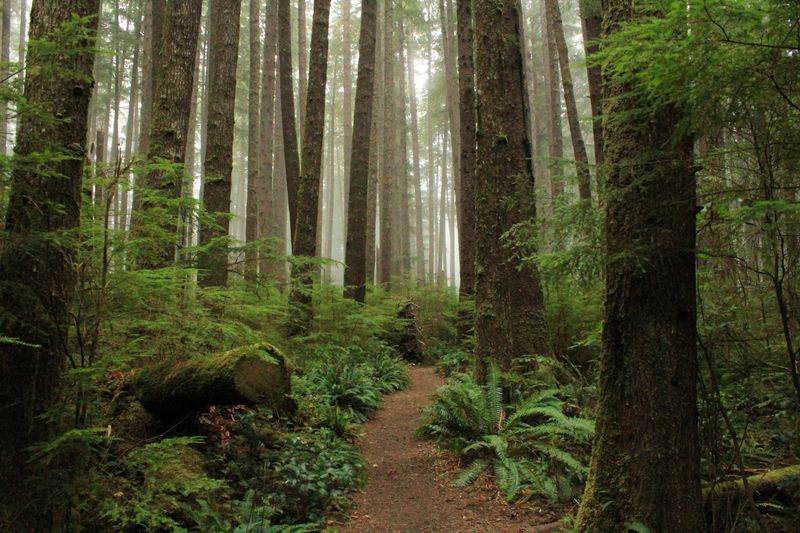 Roam the Forest at Bridle Trails State Park