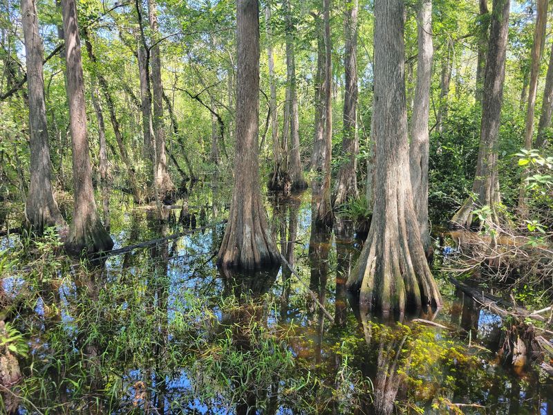 Explore the Florida Trail near Big Cypress National Preserve