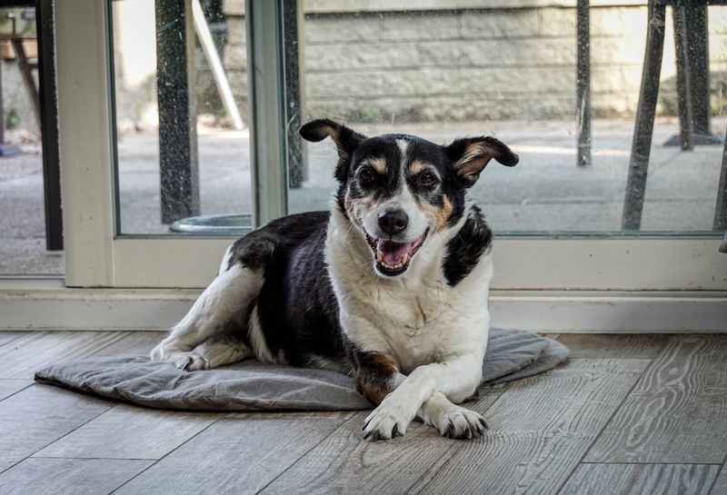 Leaving Dogs in Garages, Sheds, or Enclosed Patios Without Cooling