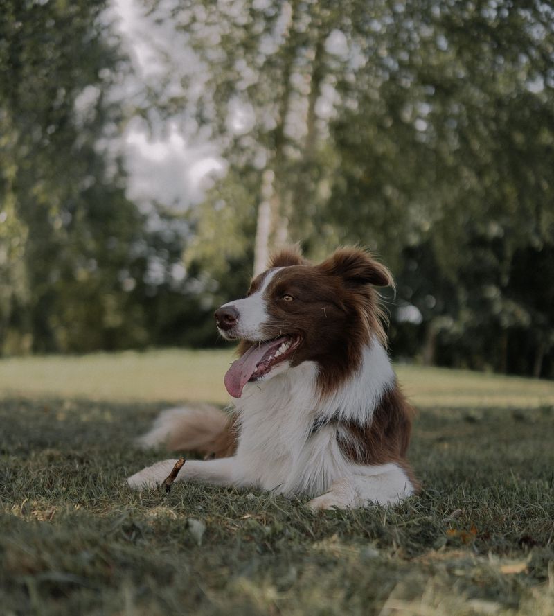 Leaving a Dog Outdoors Without Reliable Shade