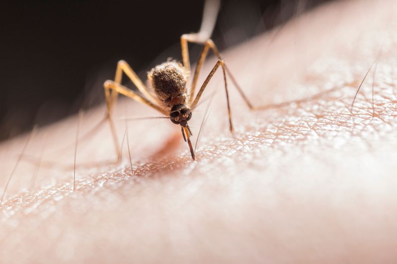 Mosquito Bites Transmitting Heartworm Disease